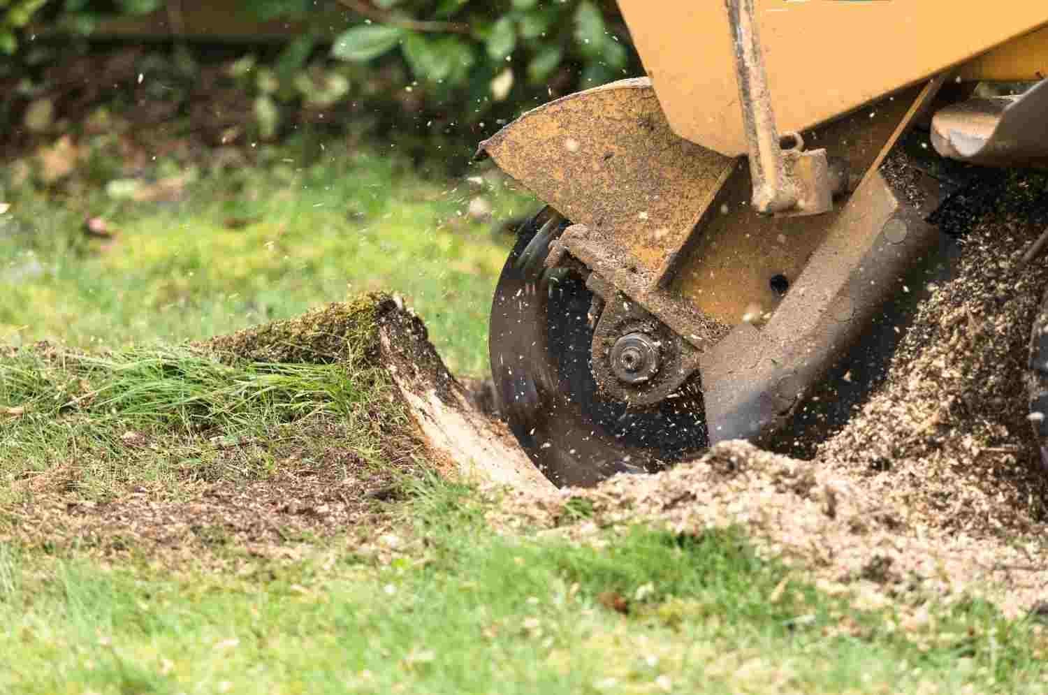 Stump Grinding at THE GREATER LOS ANGELES