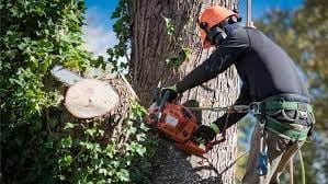 tree removal