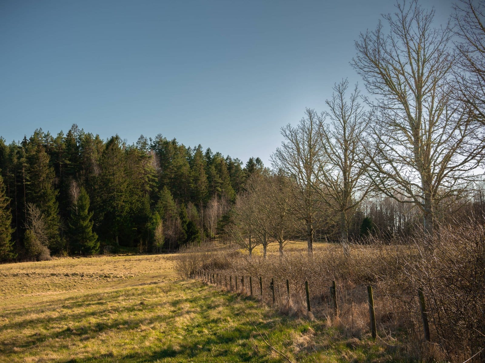 FENCE LINE CLEARING