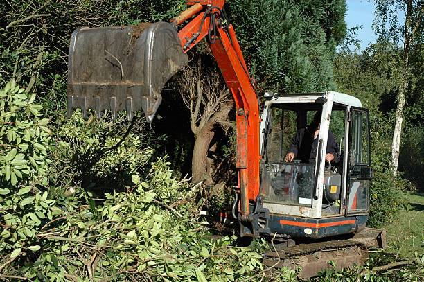 Keystones Vegetation Clearing