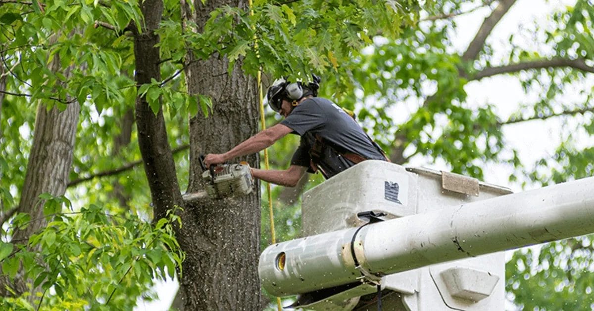 tree trimming