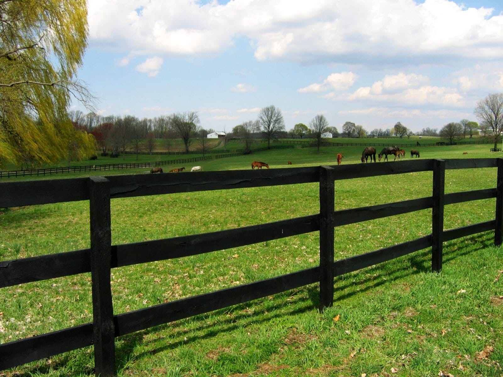 Pasture Rail Fencing 1