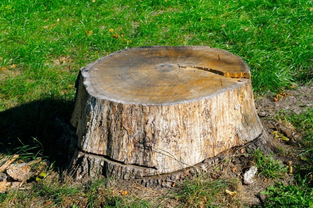 Stump Removal 1