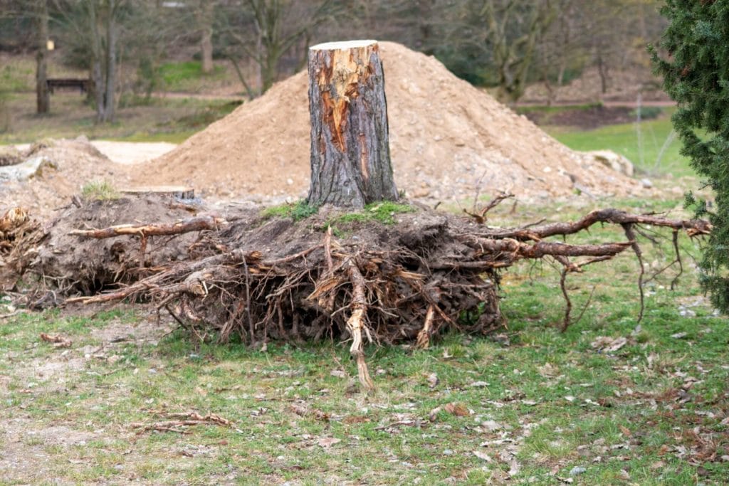 Stump Removal 4